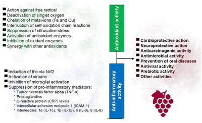 <mark class="highlighted">Red Wine</mark> and Health: Approaches to Improve the Phenolic Content During Winemaking